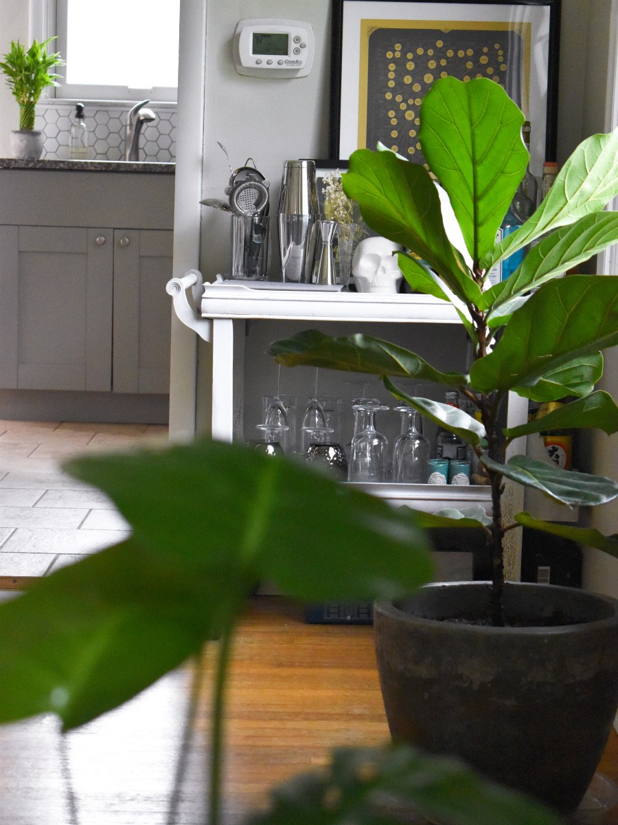 FIVE TIPS TO KEEP YOUR FIDDLE LEAF PLANT HEALTHY AND&nbsp;THRIVING